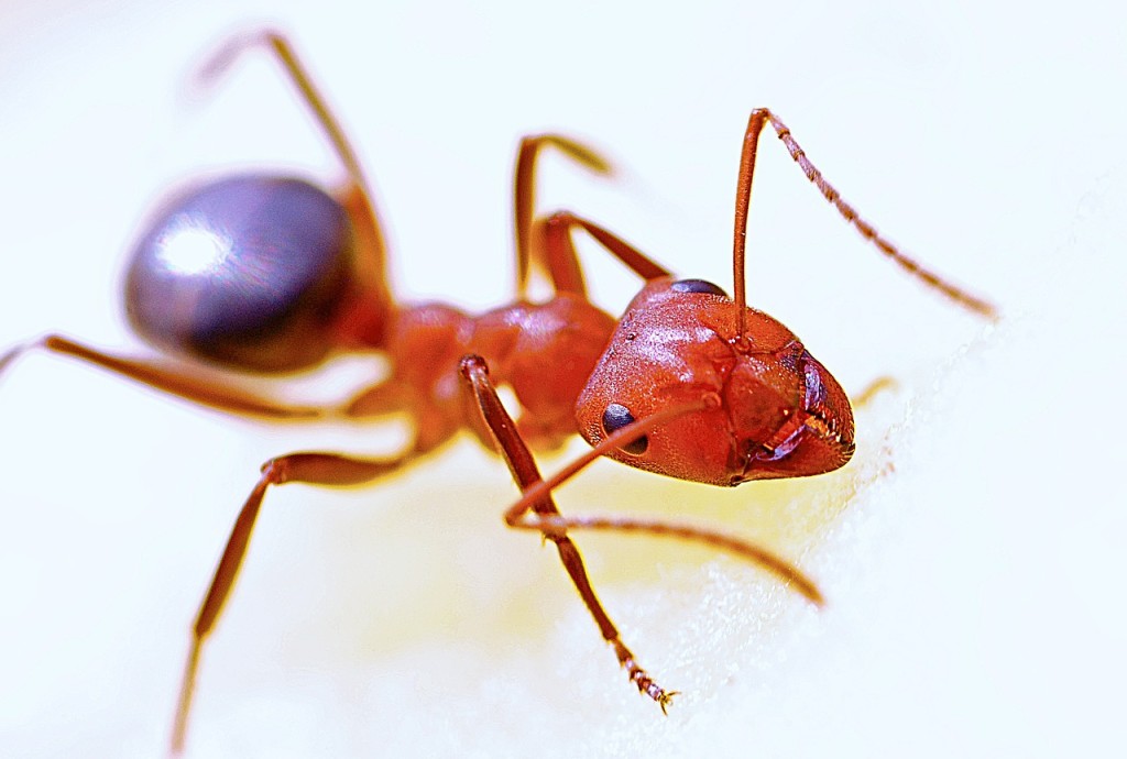 Jak się pozbyć mrówek